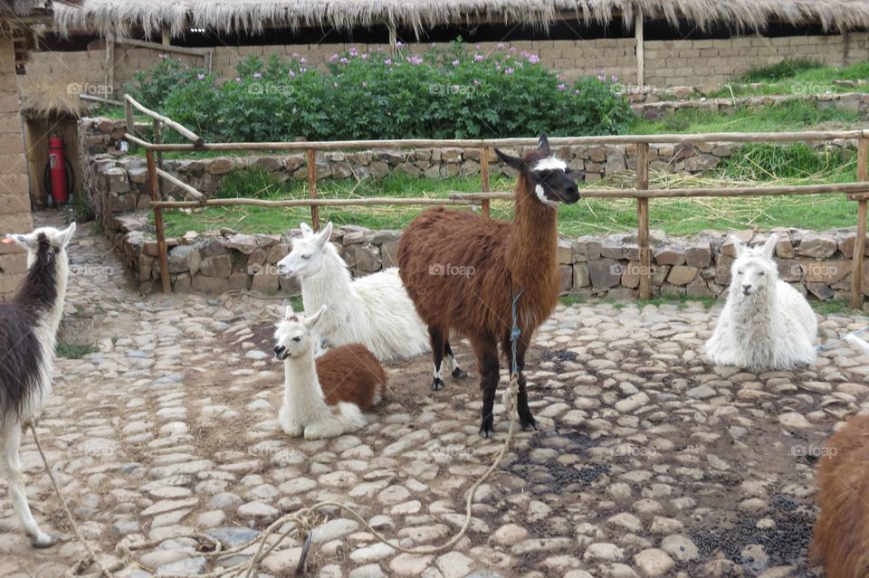A group of Alpacas in Bolivia 