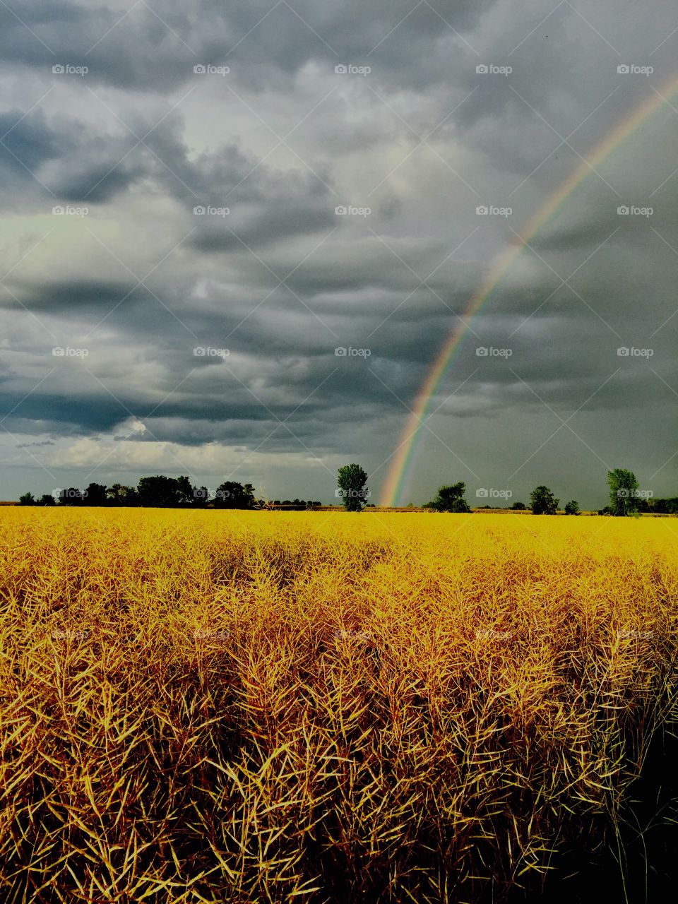 Farmland and Rainbow 🌈
