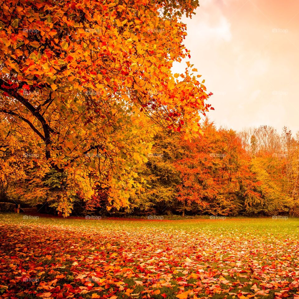 Fall, Leaf, Maple, Tree, Nature