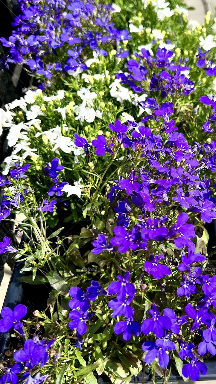 Лобелия эринус «Морская пена»