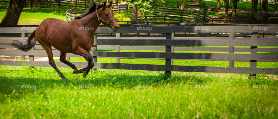 Brown horse running on the grassy land