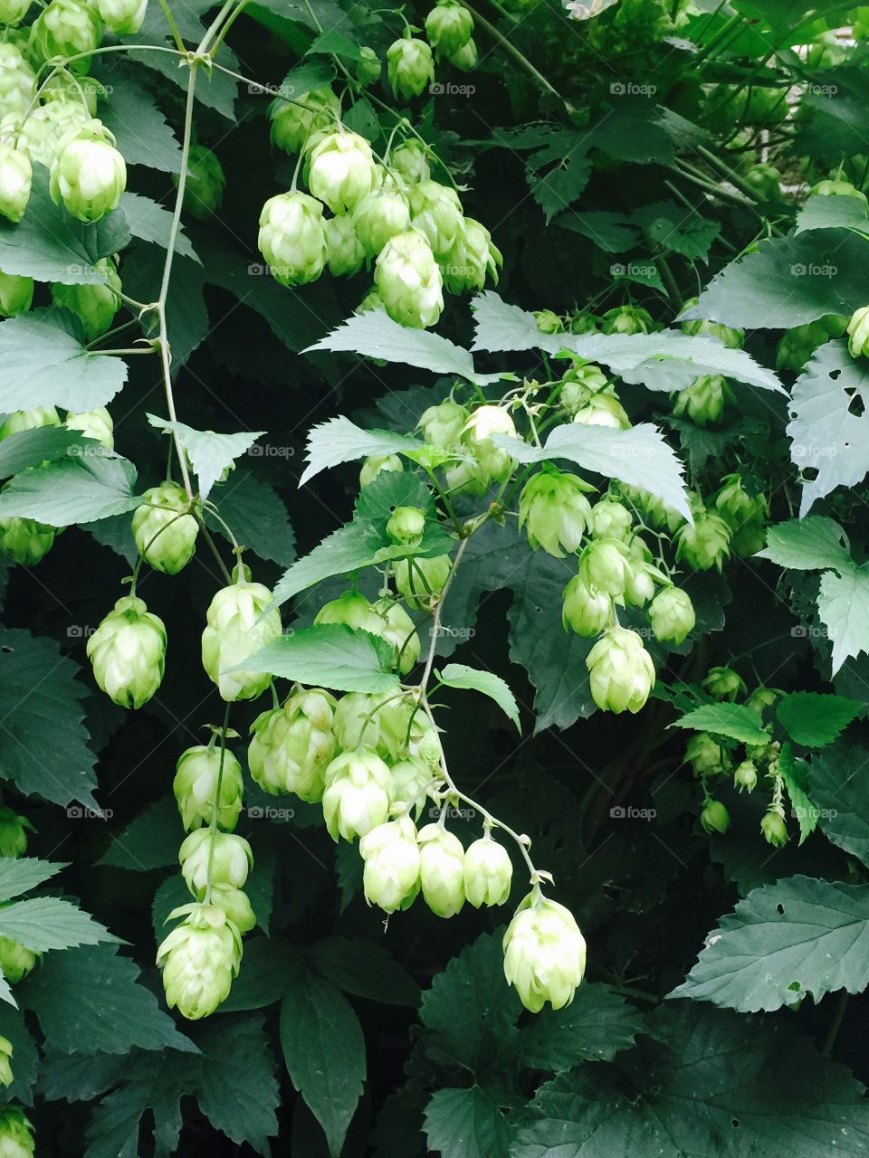 Hop growing on plant