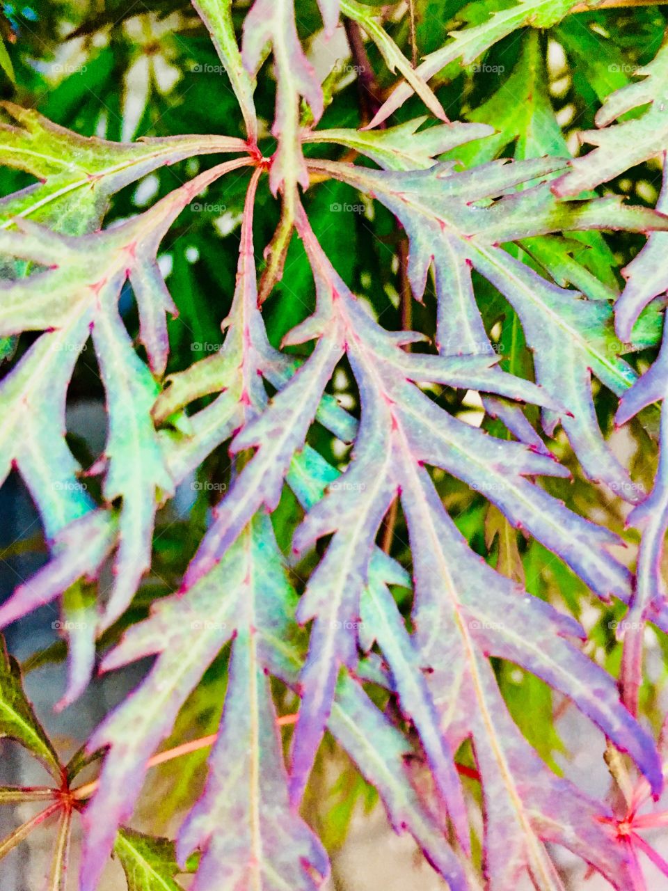 Japanese maple
