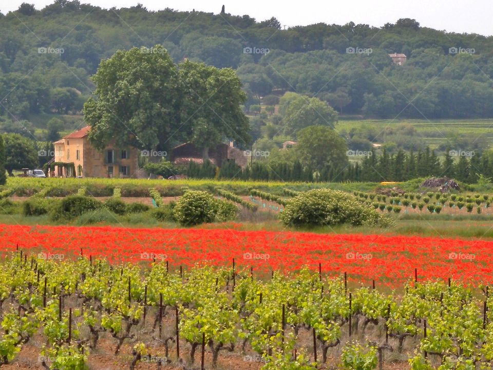 field of red poppy