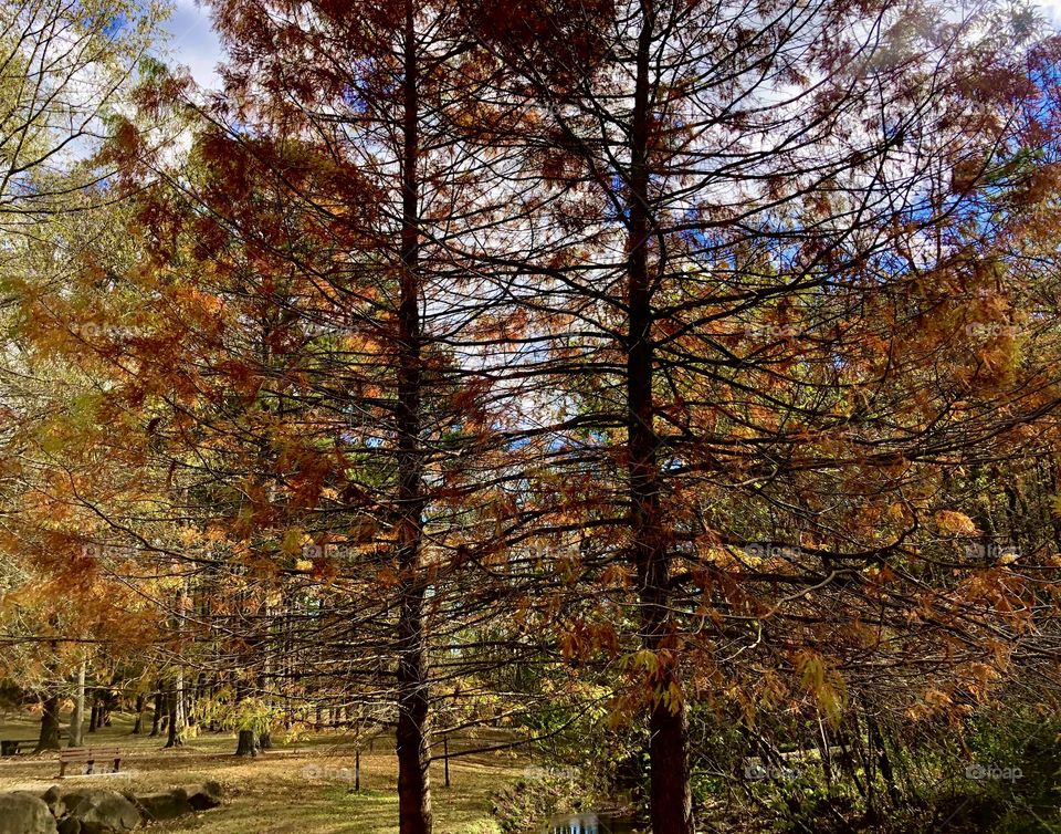 Autumn foliage and bare branches 