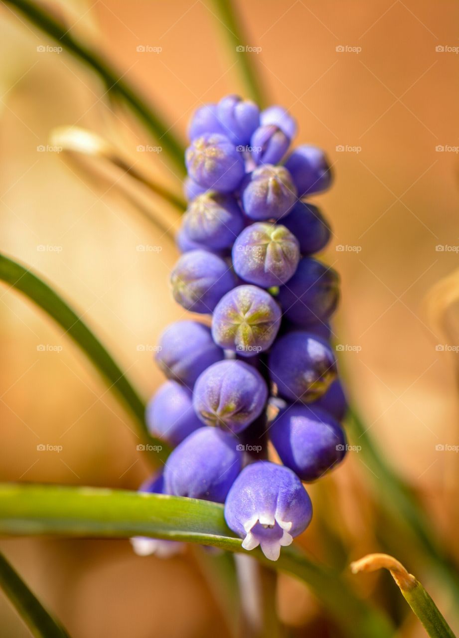 Grape Hyacinth flower. Spring bulb blooming Grape Hyacinth 