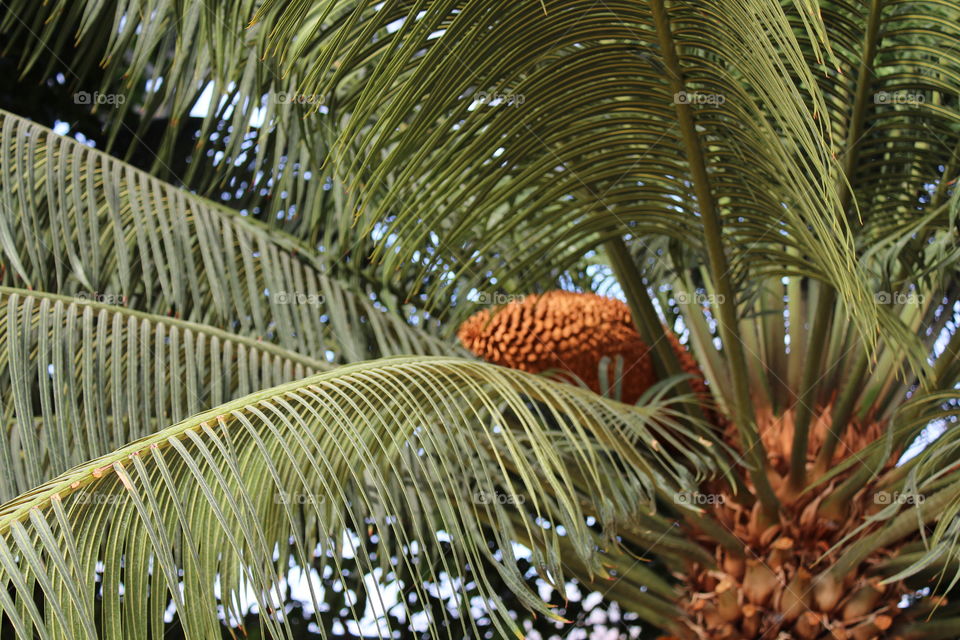 exotic palm tree with big leaves