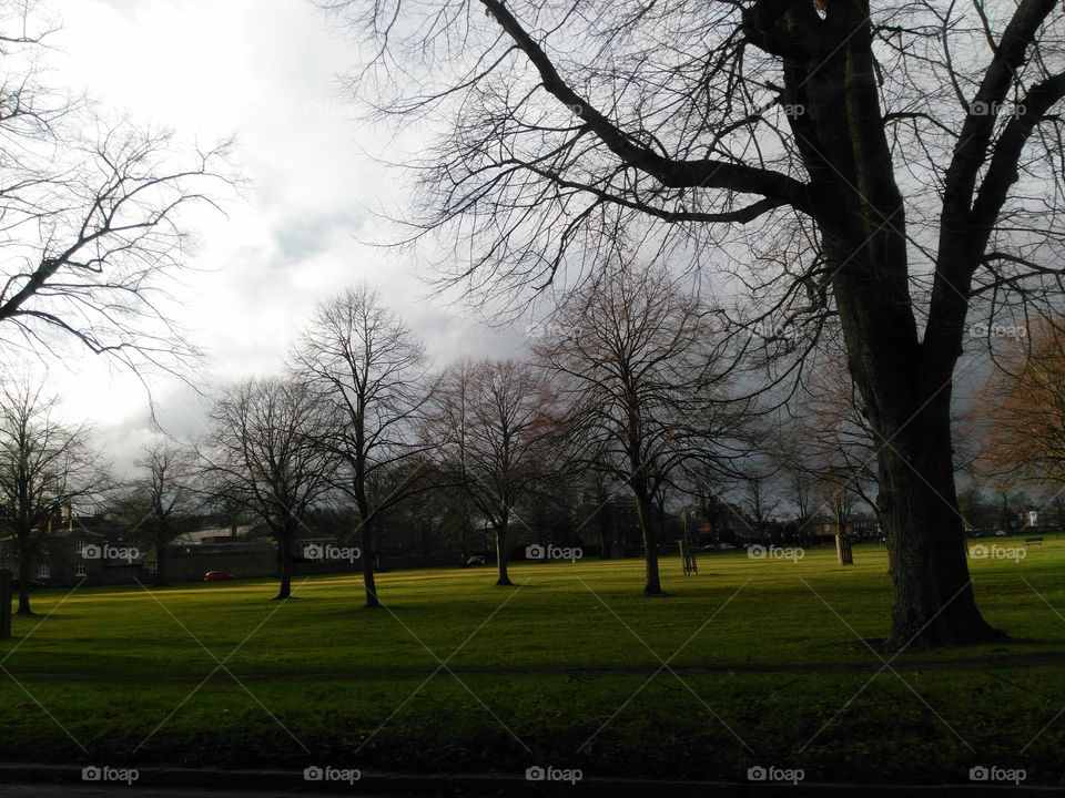 Tree, Landscape, Dawn, Fall, Park
