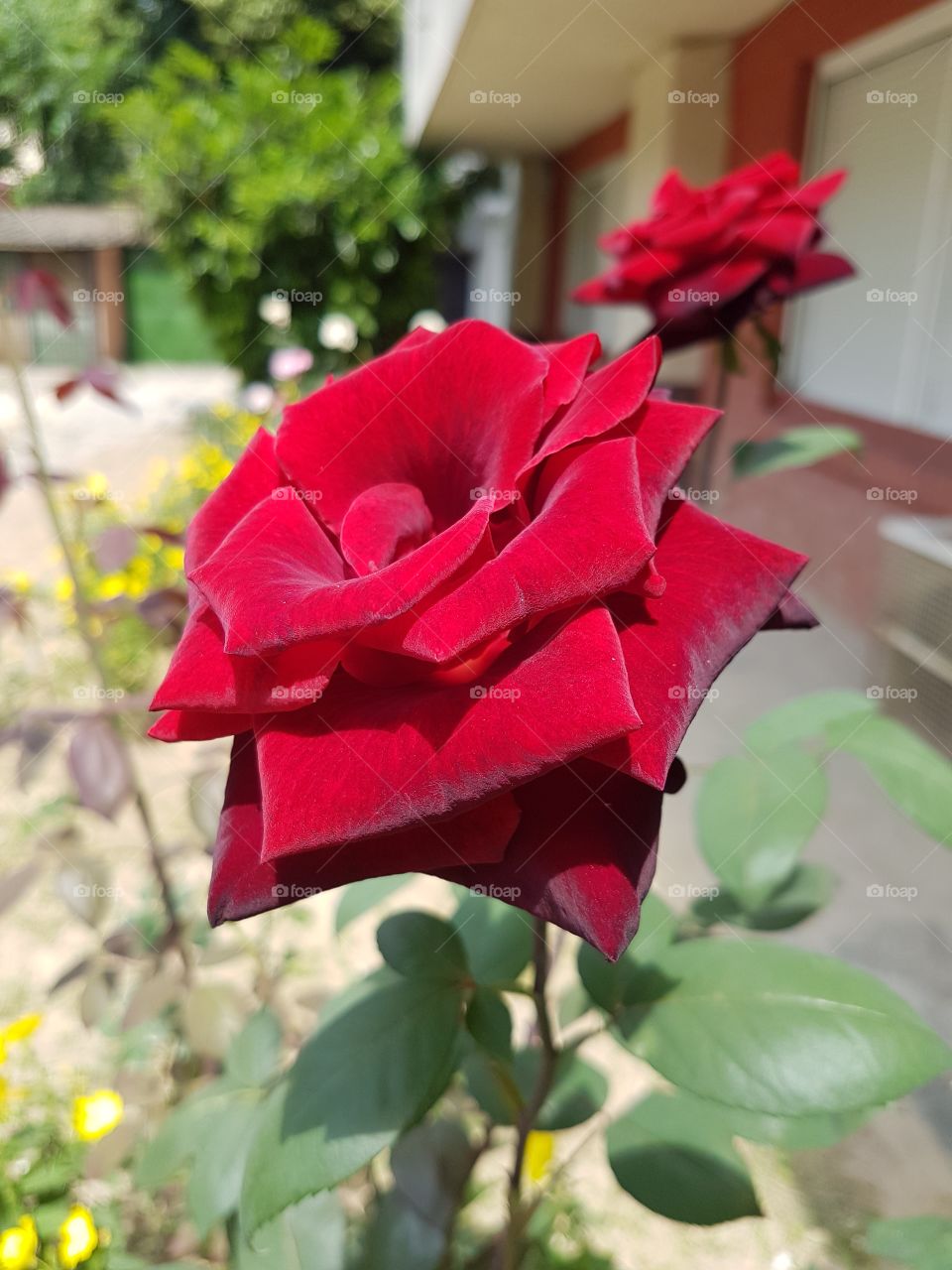 red rose in the garden