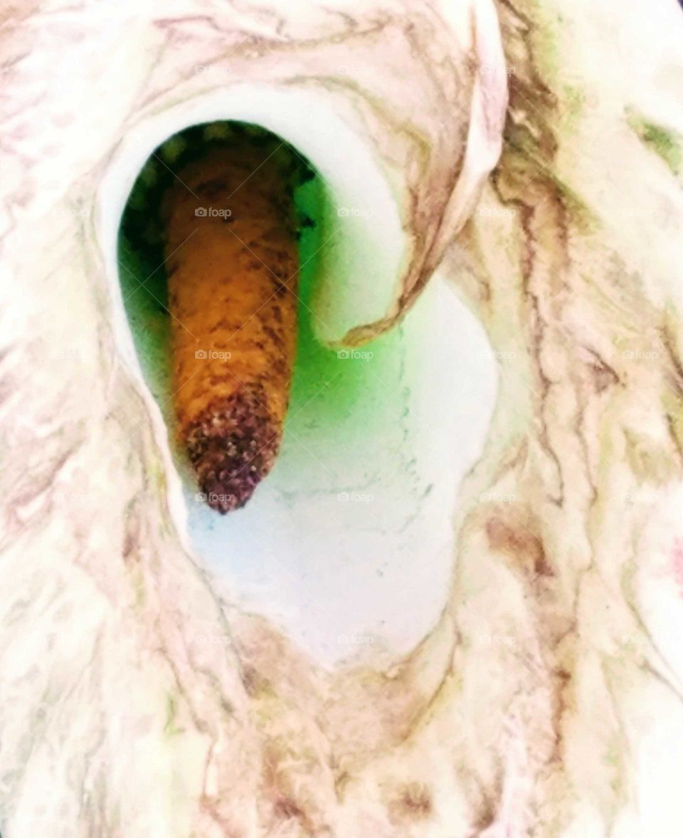 Flower Drying up in the Summer sun