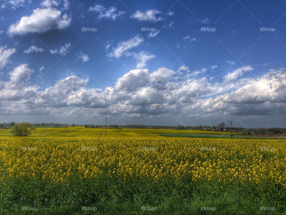 Field. Nature