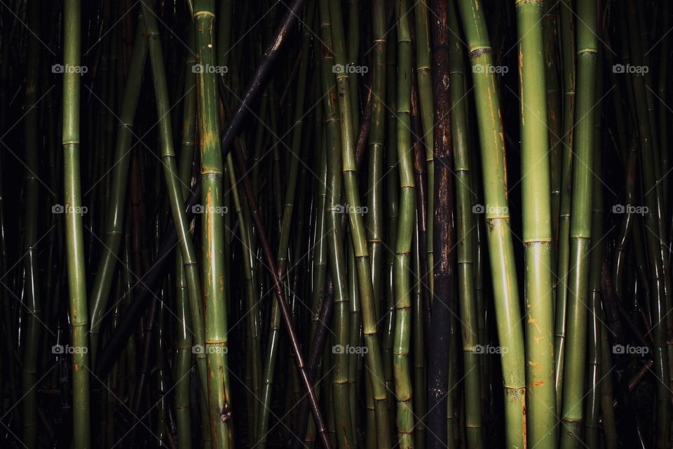 Bamboo