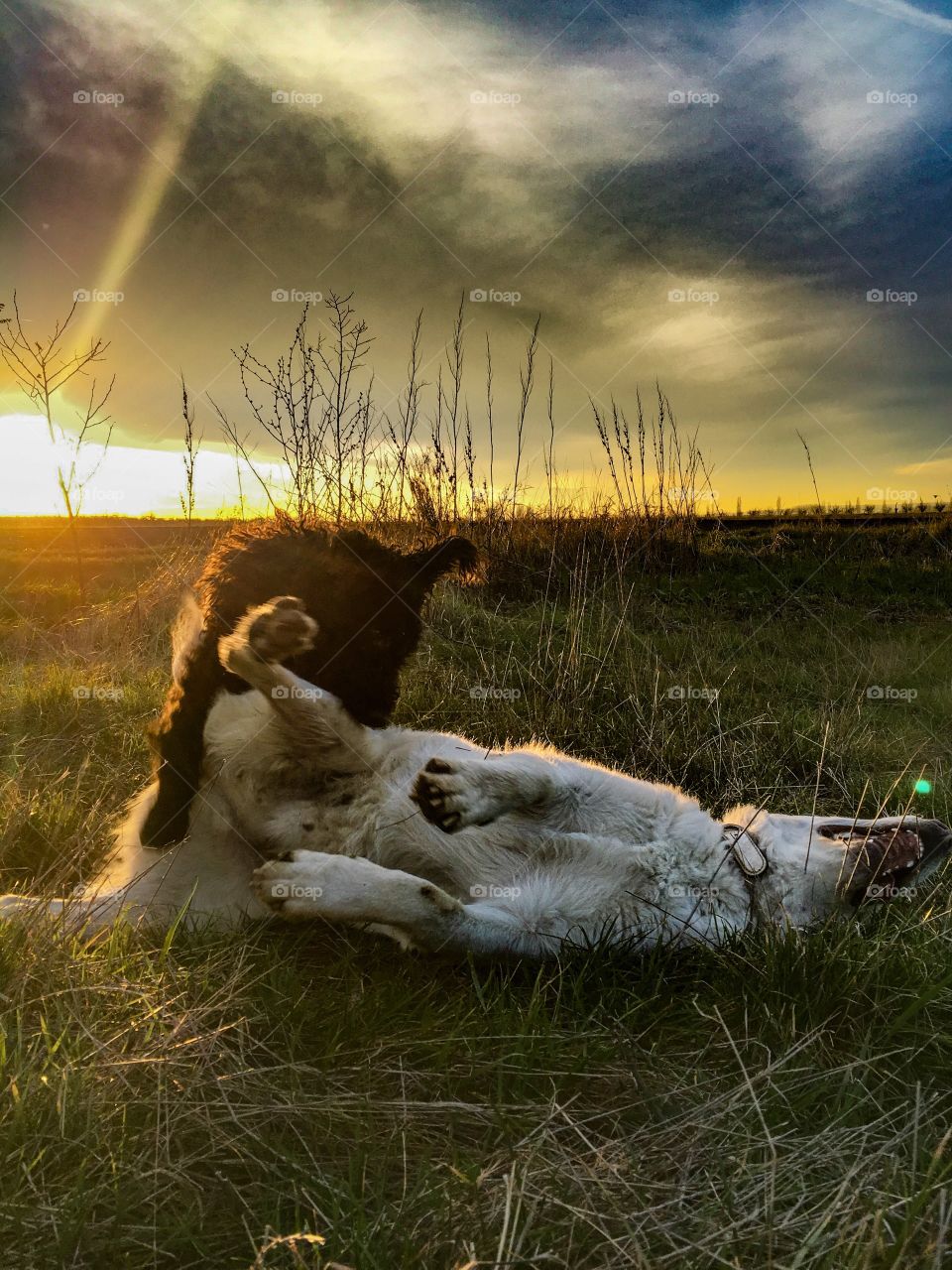 dogs playing. 