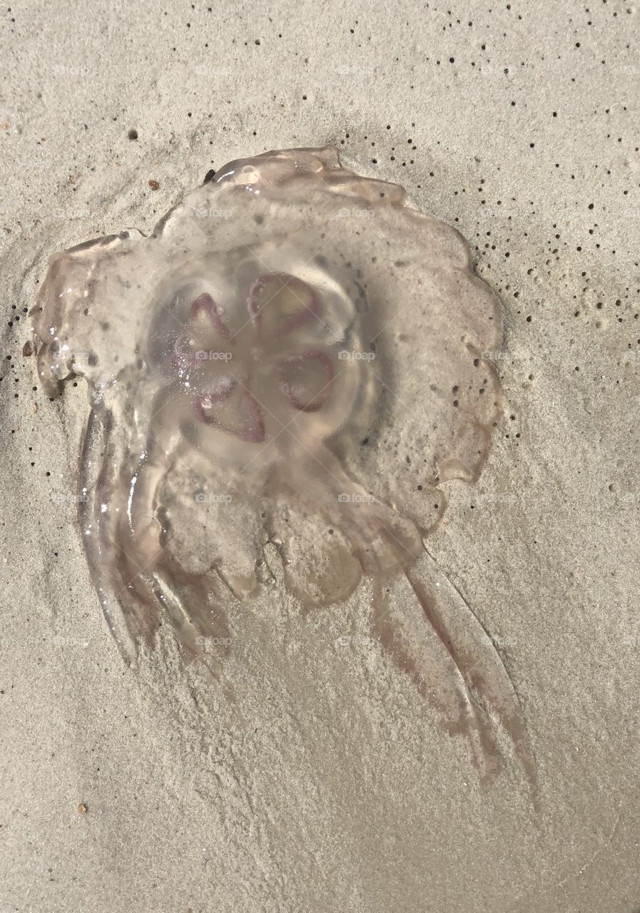 Jellyfish in Orange Beach, Alabama 