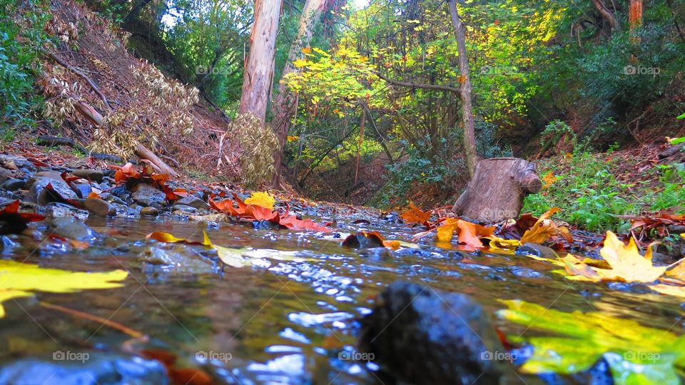 Fall, Water, Leaf, Tree, River