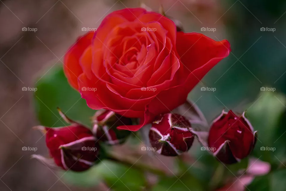 Roses