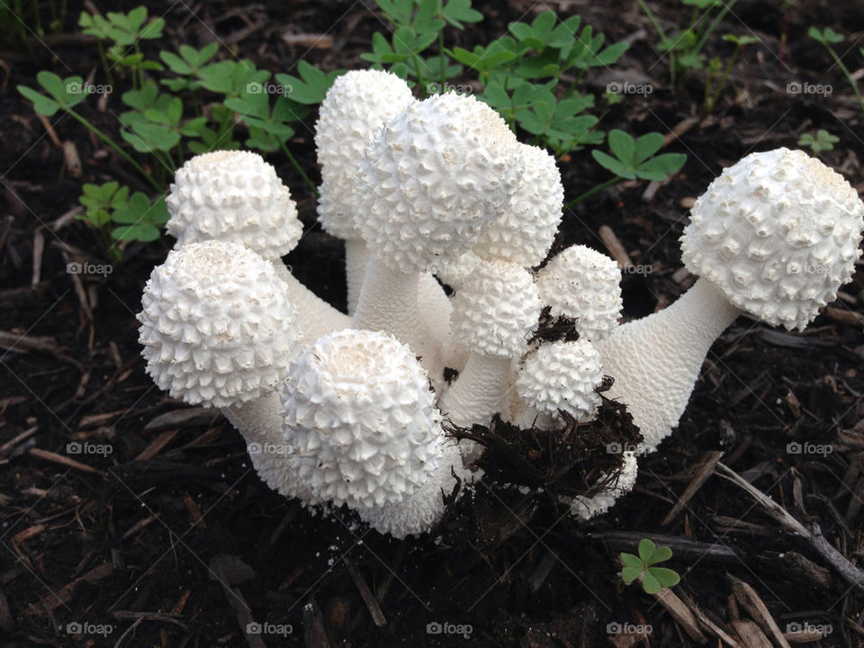 Nature, Wood, Fungus, No Person, Food
