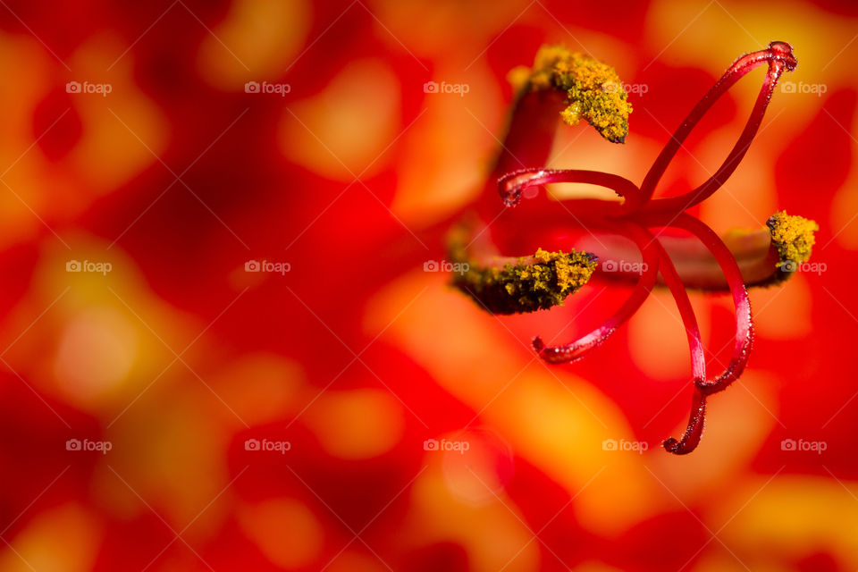 Colors of spring - macro of lily stem of red and yellow lily
