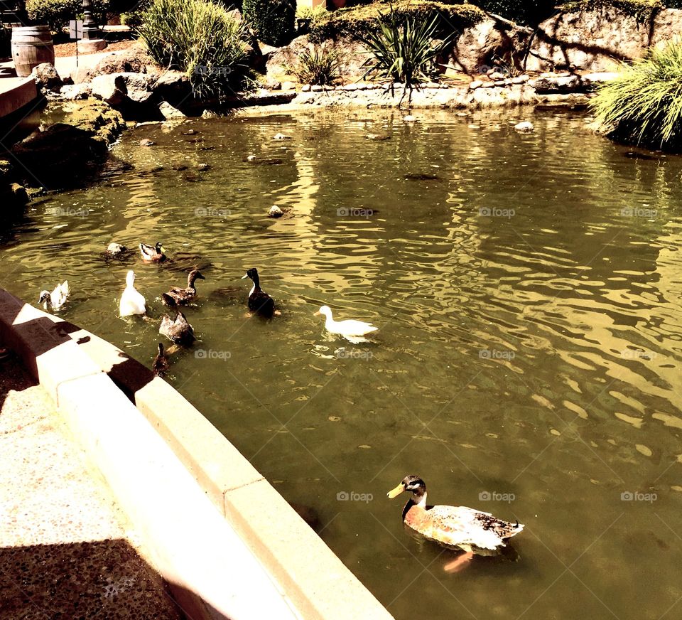 A big family of cute ducks. 
Love ducks. Love waters. They are good combinations. Ducks are cute, calm, and peaceful. 