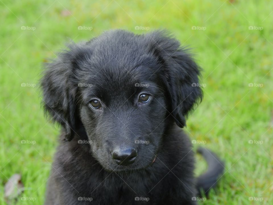 Cute puppy portrait