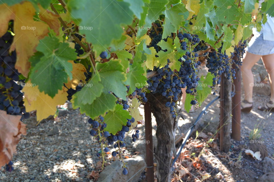 Wine grapes