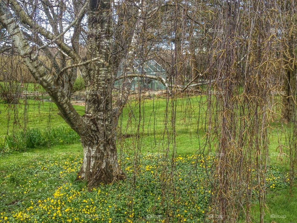 Birch tree with hanging branches in springtime