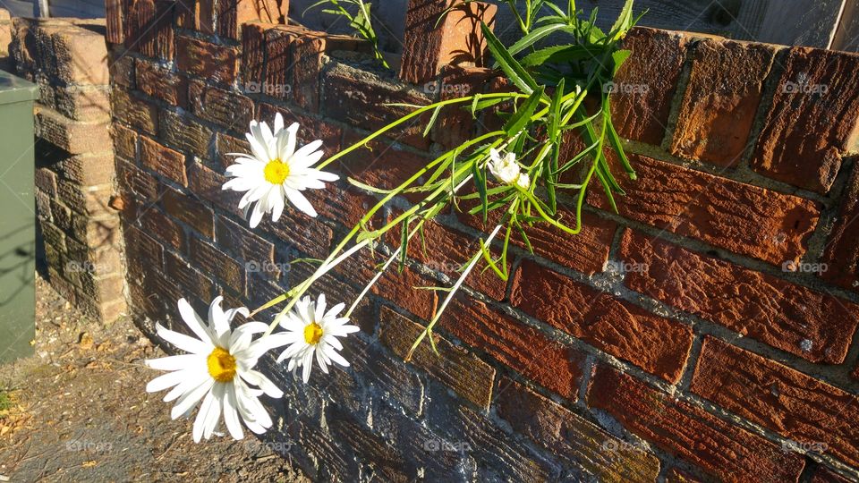 flowers on wall