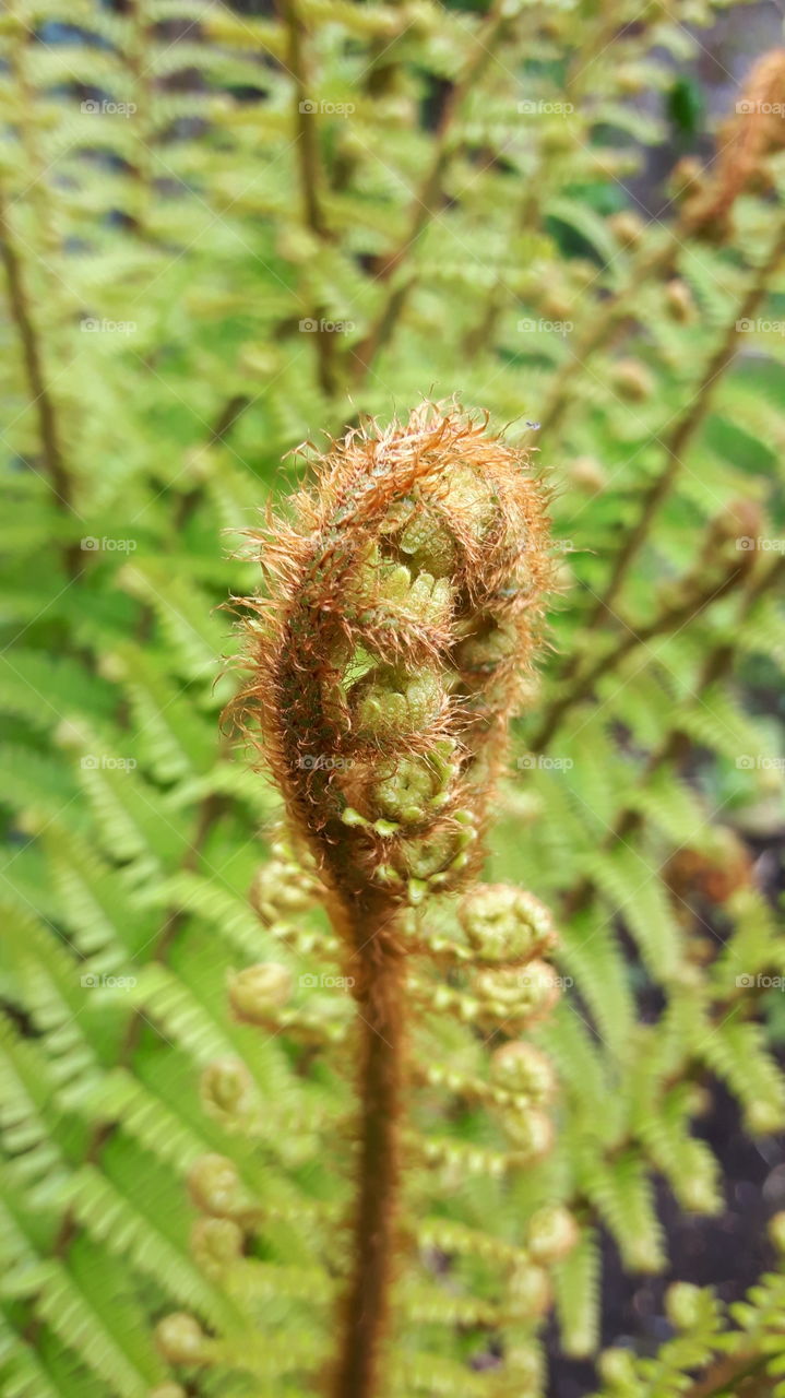fern in Bray co Wicklow