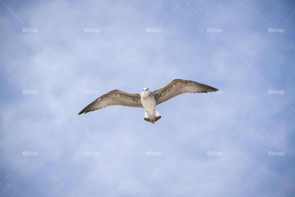 Seagull flying over ship