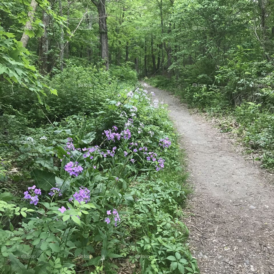 Hiking trail, Garrison, NY