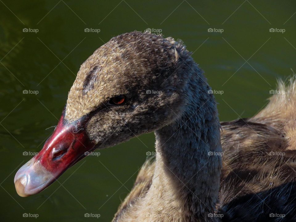 Baby swan