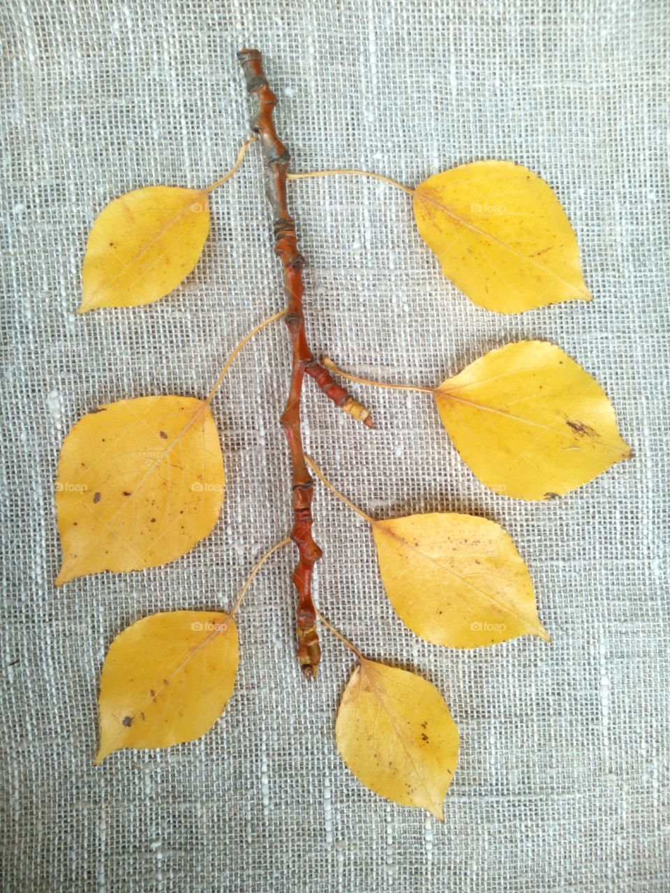 Fall, Desktop, Leaf, No Person, Wood