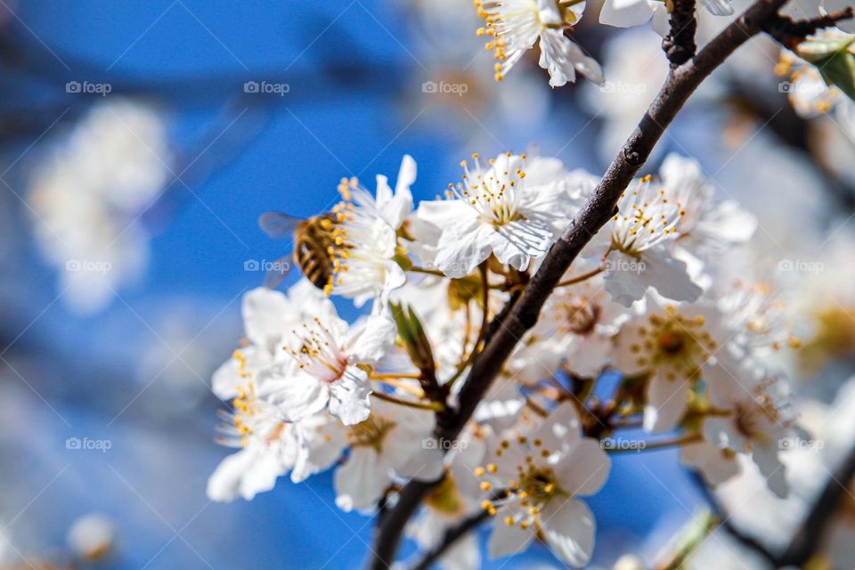 A bee at the white spring flowers