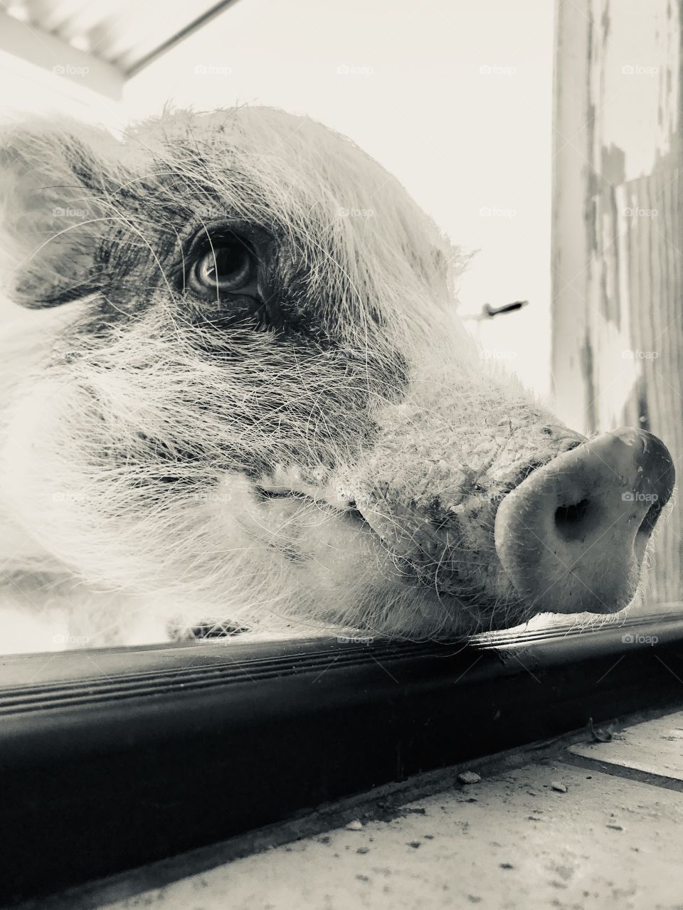 Pig life