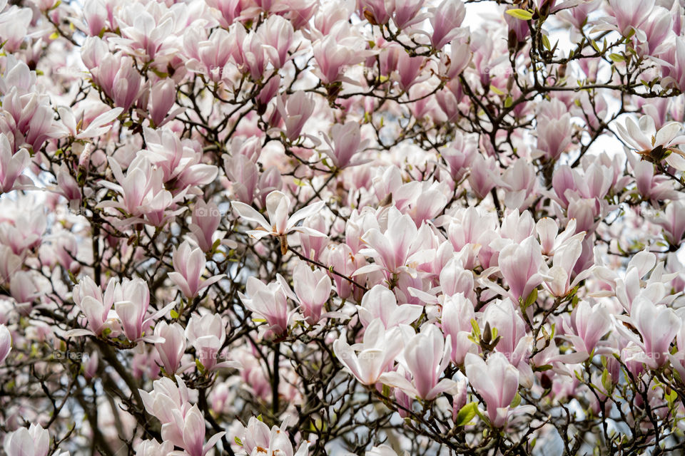 Magnolia