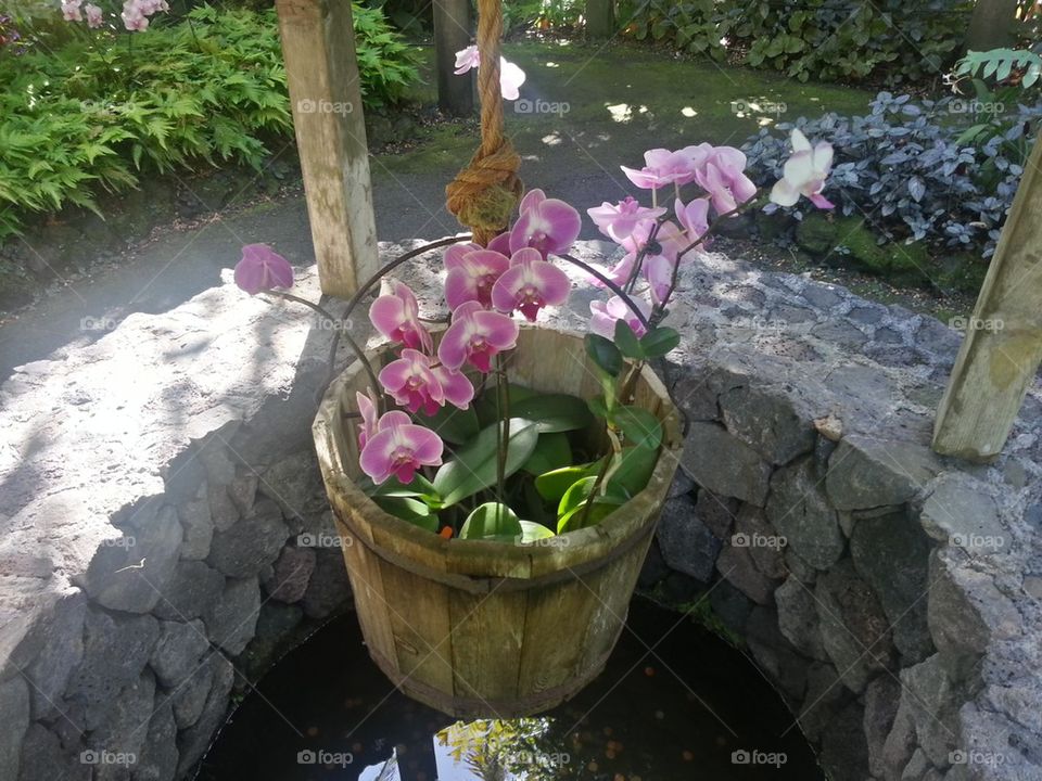 Orchid Bucket