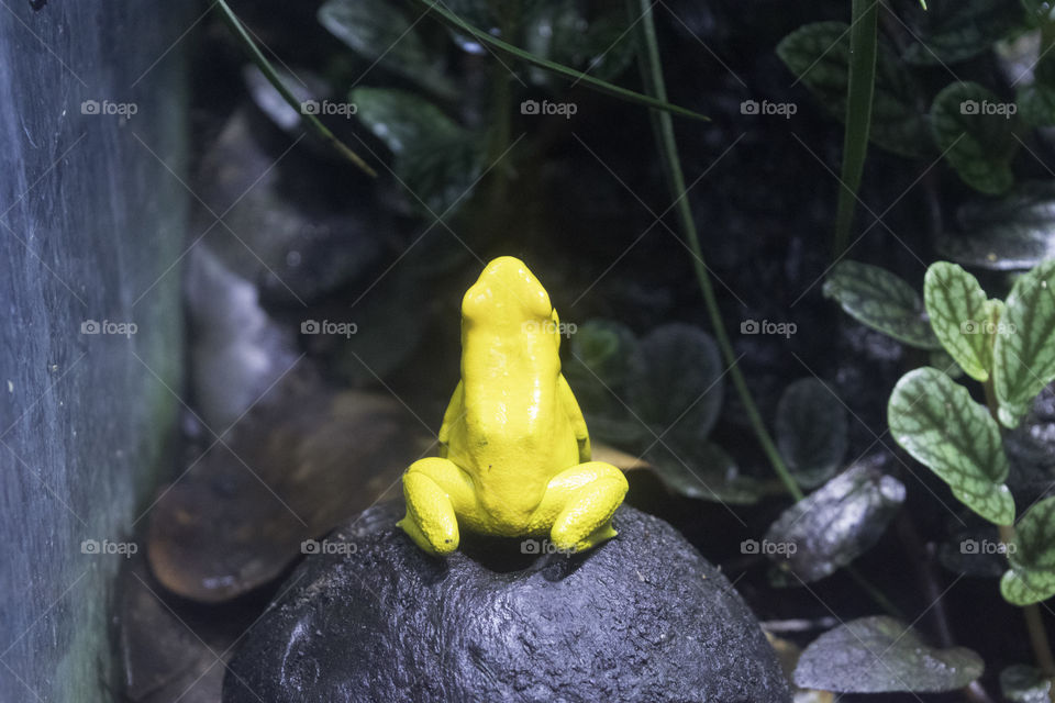 Yellow poison frog