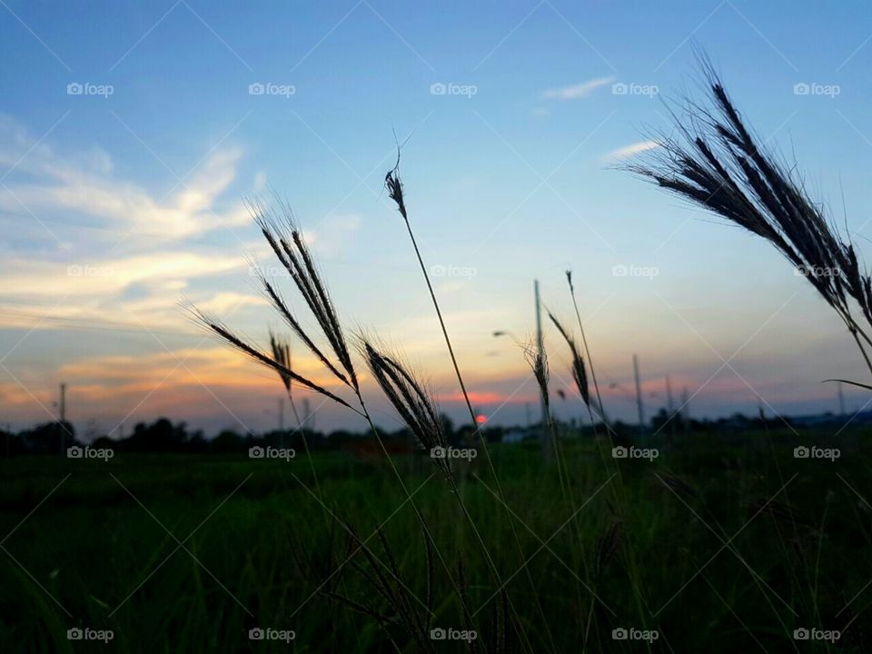 Wildflower Silhouette
