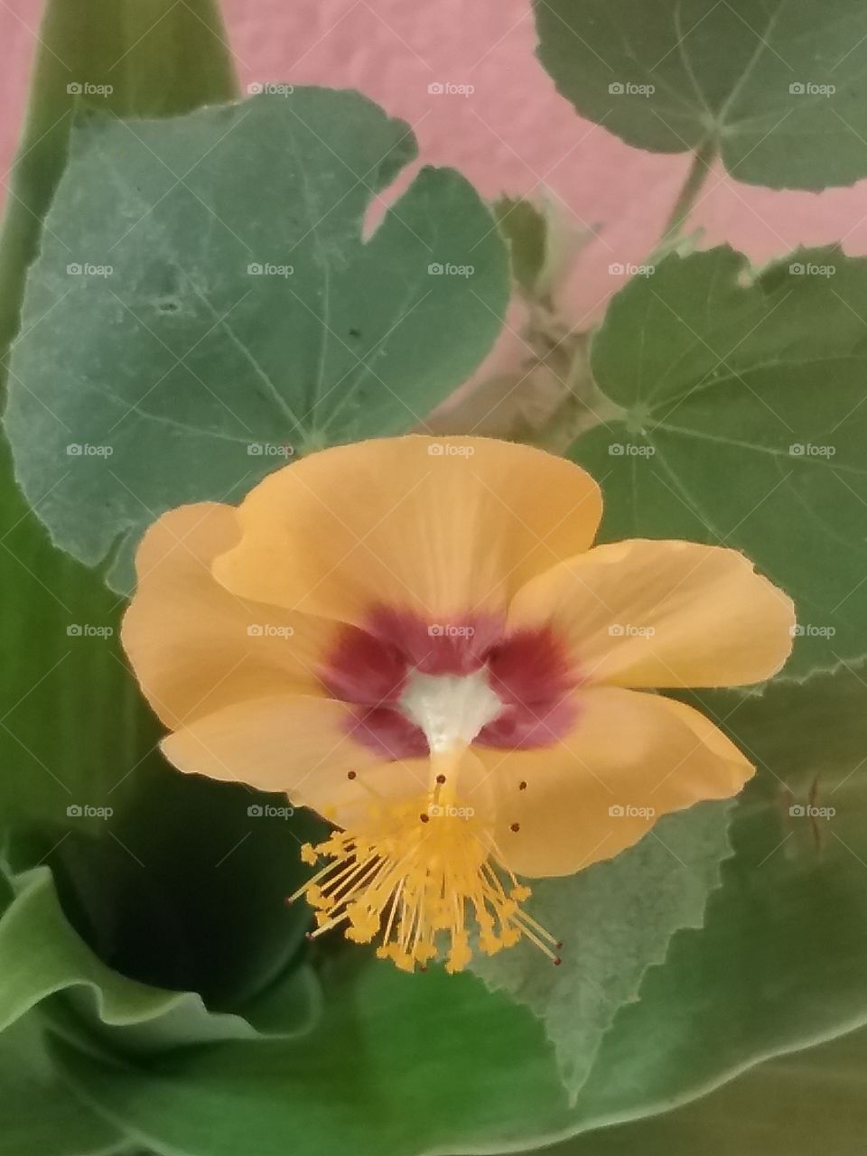 Nature, No Person, Flora, Flower, Leaf