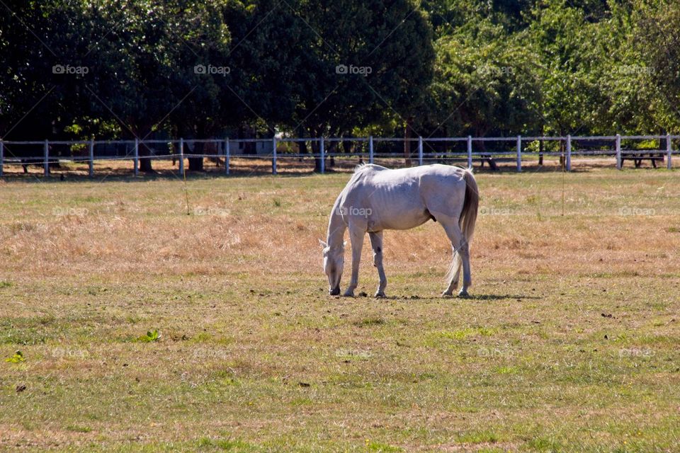 white horse in the field