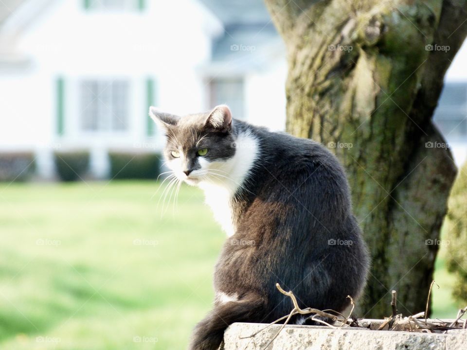 Cute cat hanging out in Indiana 