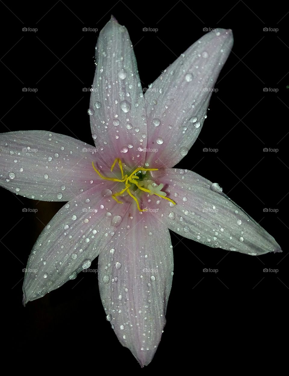 beautiful pink lily flower after rain