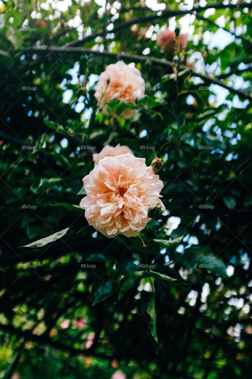 Beautiful pink colour flowers in bloom