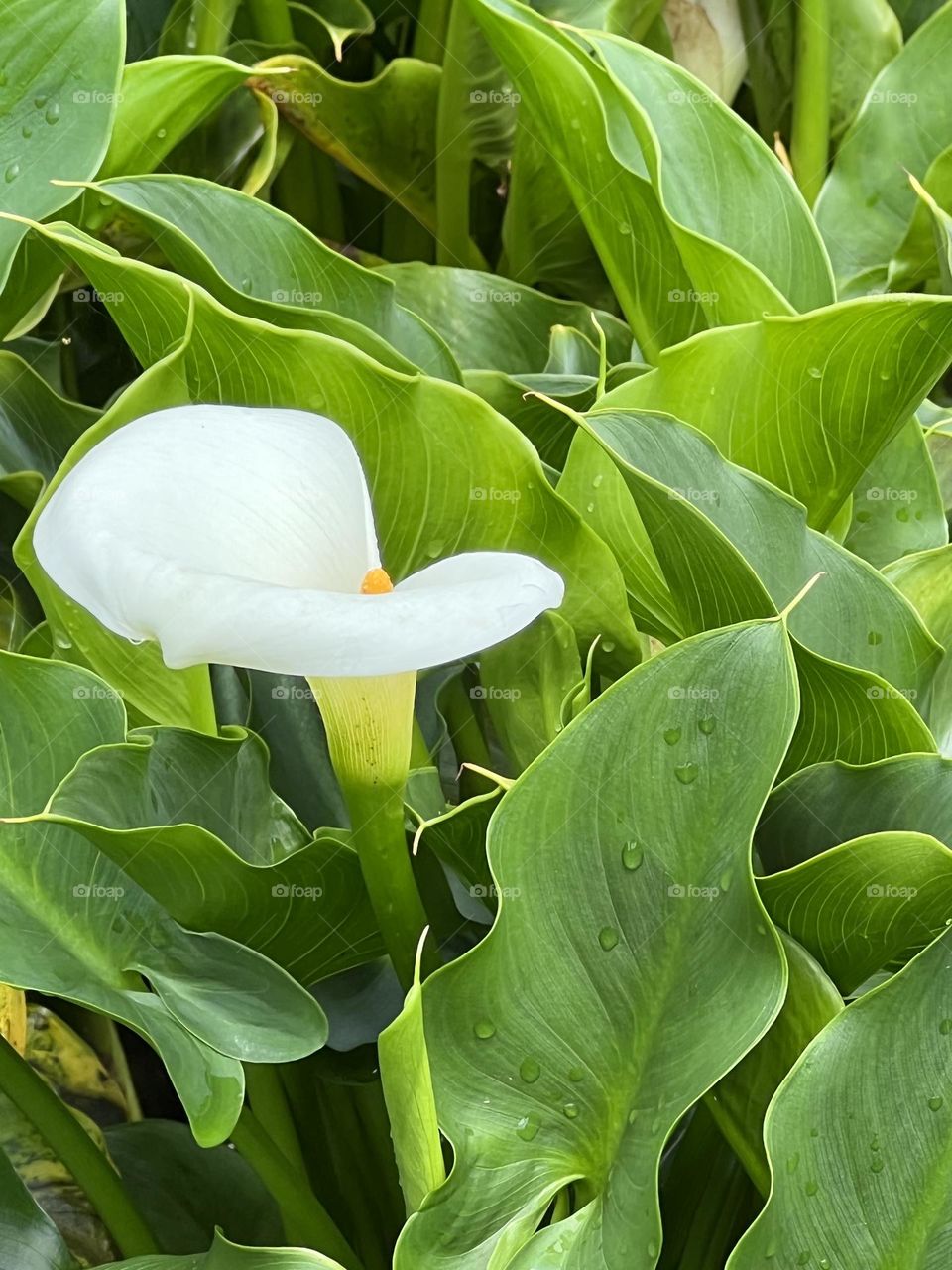 Alocasia in Yang Ming Shan 