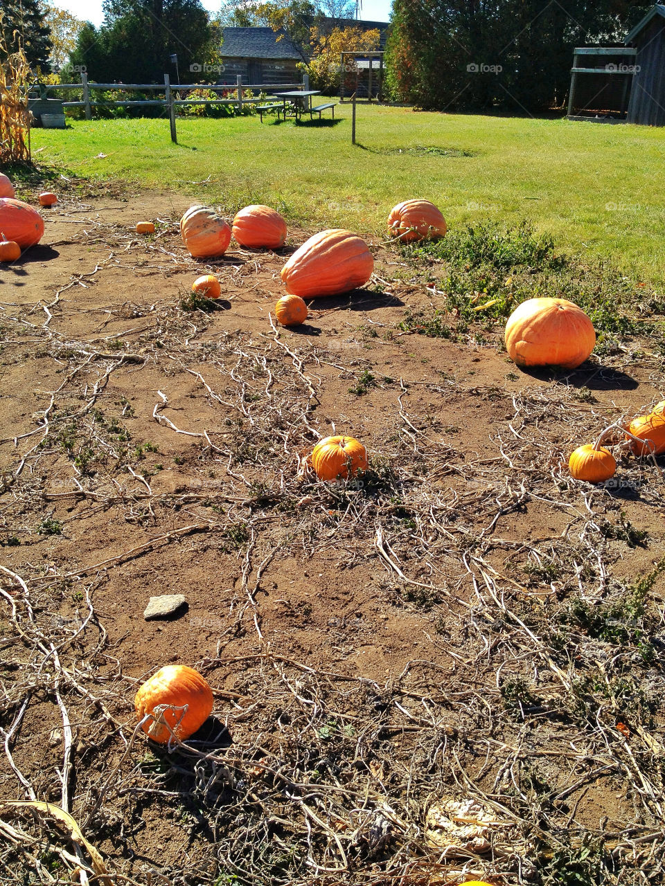field nature outdoors grass by somebeach