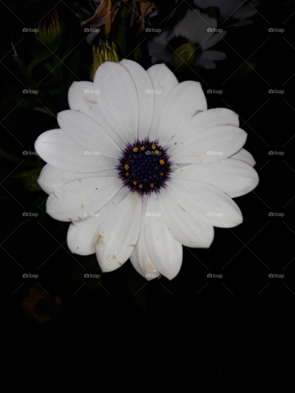 Flower, No Person, Petal, Nature, Flora