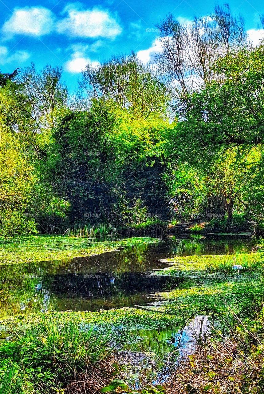 Springtime image of Blythe Pond, Colchester, UK showing trees with bright green foliage reflected in the water