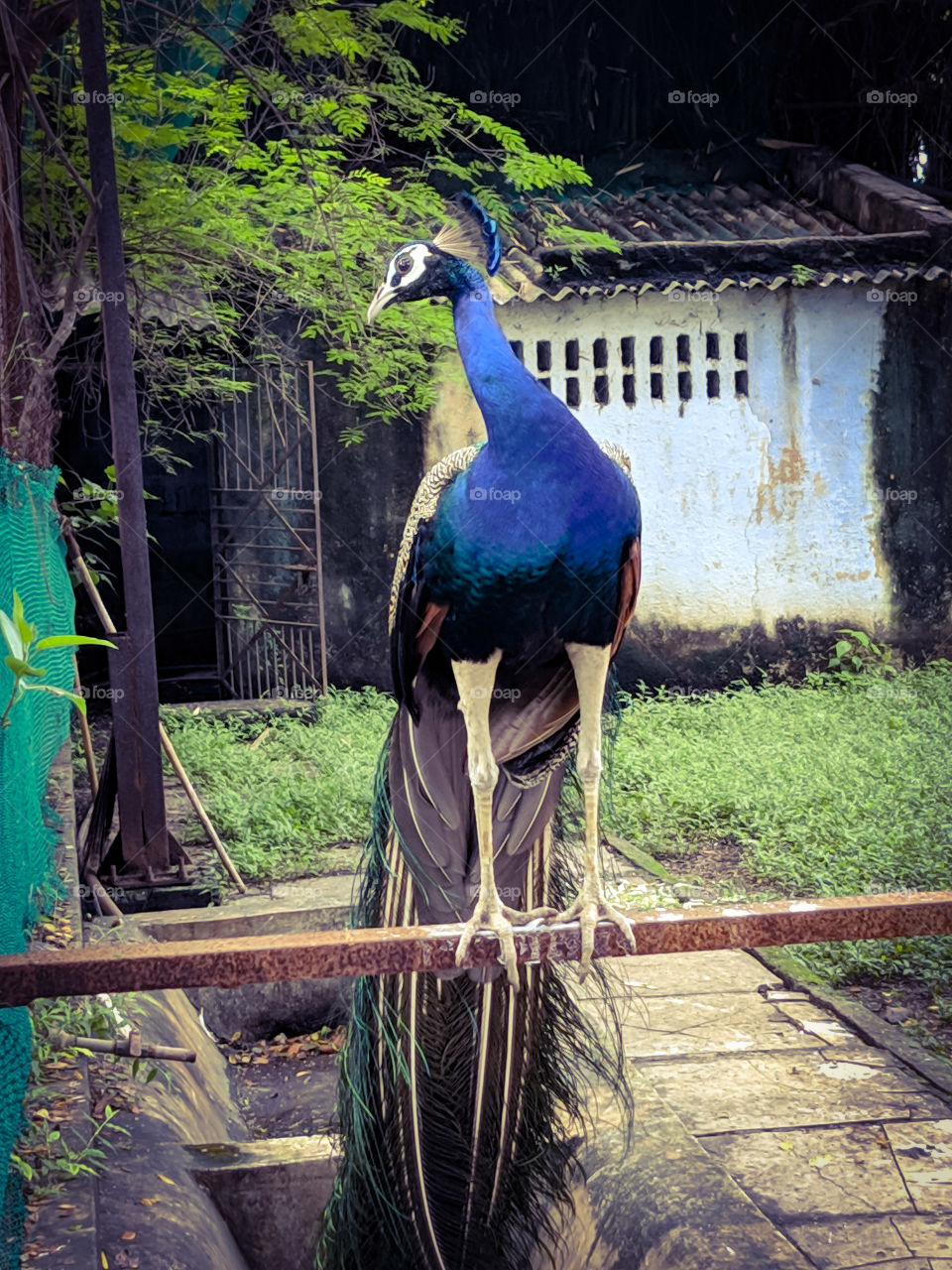 peacock