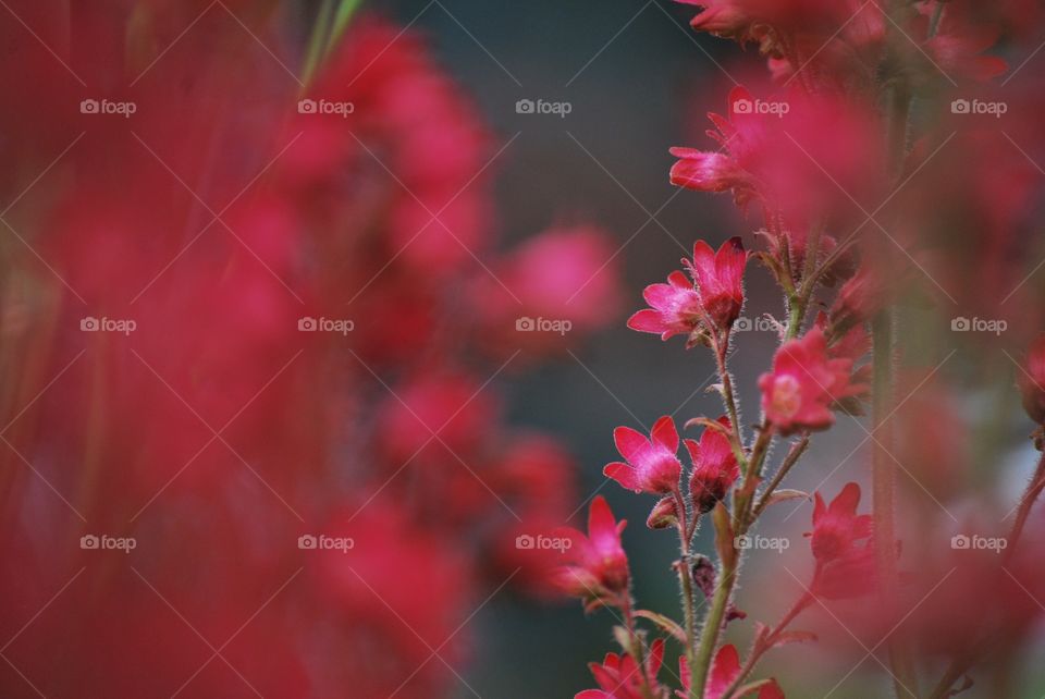 Flowers in bloom