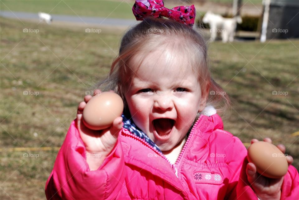 Gathering chicken eggs